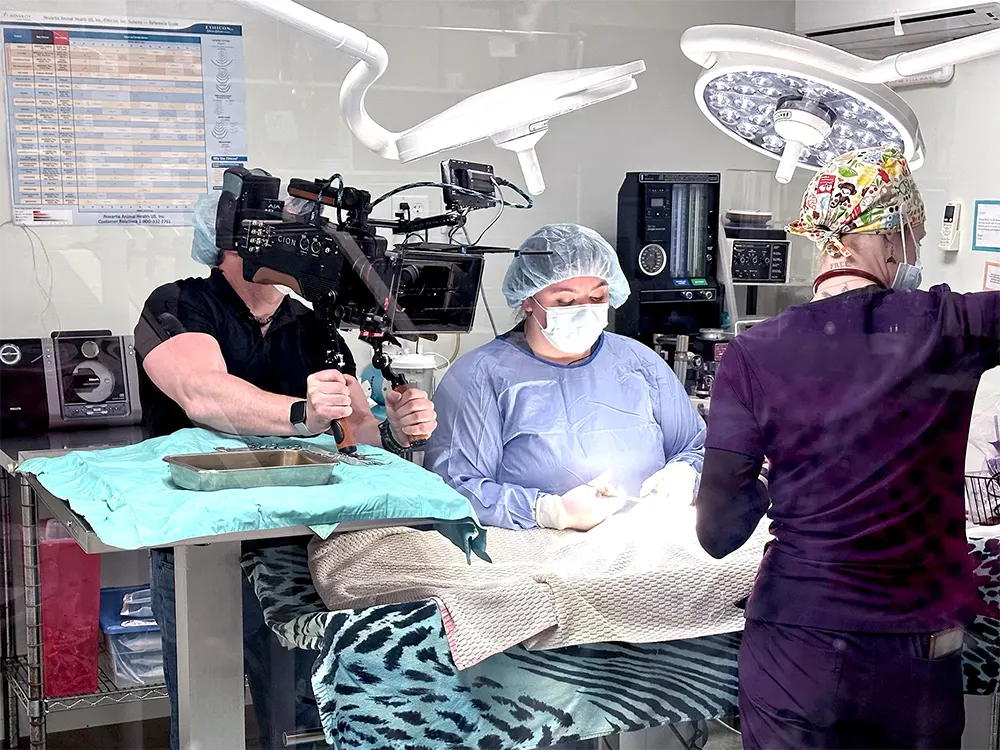 Videographer filming a veterinarian performing surgery.